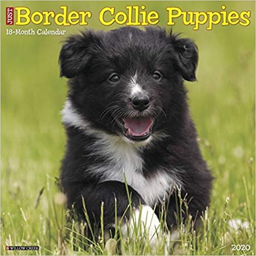 Just Border Collie Puppies 2020 Calendar