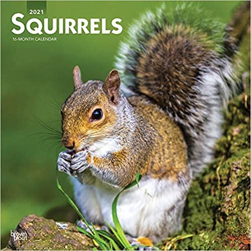 ダウンロード  Squirrels 2021 Calendar 本
