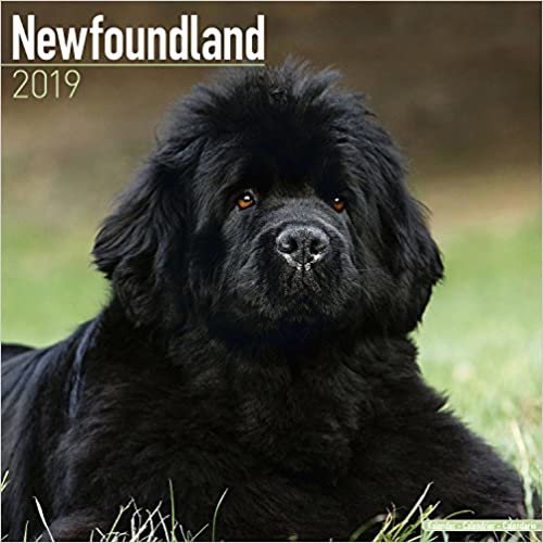 ダウンロード  Newfoundland Calendar 2019 (Square) 本