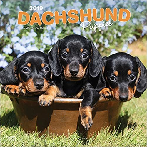 Dachshund Puppies 2019 Calendar