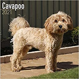 indir Cavapoo – Cavoodle 2021: Original Avonside-Kalender [Mehrsprachig] [Kalender] (Wall-Kalender)