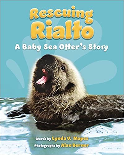 indir Rescuing Rialto: A Baby Sea Otter&#39;s Story