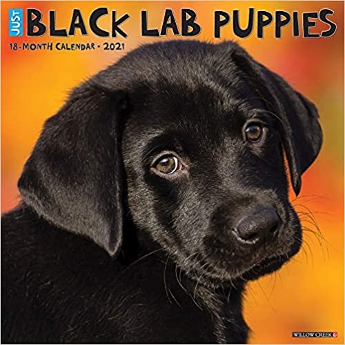 Just Black Lab Puppies 2021 Calendar indir