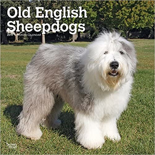 Old English Sheepdogs 2019 Calendar