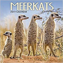 indir Meerkats M 2019
