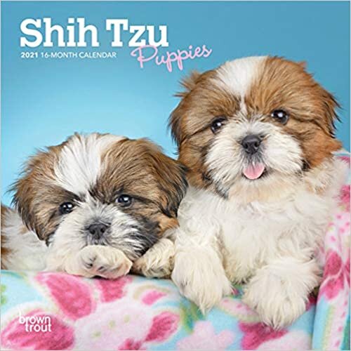 Shih Tzu Puppies 2021 Calendar
