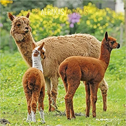 Alpakas 2022 - Broschuerenkalender 30x30
