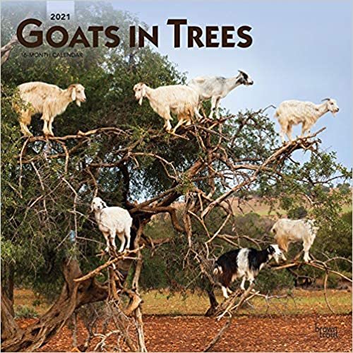 Goats in Trees 2021 Calendar