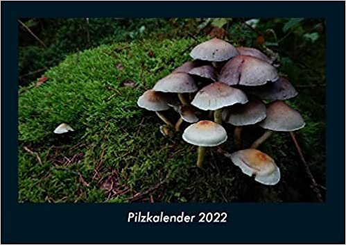 Pilzkalender 2022 Fotokalender DIN A4: Monatskalender mit Bild-Motiven aus Fauna und Flora, Natur, Blumen und Pflanzen