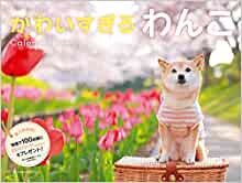 【Amazon.co.jp 限定】2022 かわいすぎるわんこカレンダー(特典:2種もらえる かわいい犬のスマホ壁紙 「かわいすぎるわんこ」 画像データ配信) ([カレンダー])