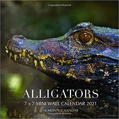Alligators 7 x 7 Mini Wall Calendar 2021: 16 Month Calendar indir