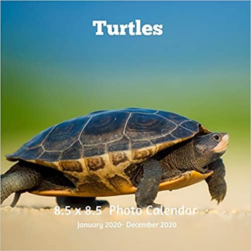 Turtles 8.5 X 8.5 Photo Calendar January 2020 -December 2020: Monthly Calendar with U.S./UK/ Canadian/Christian/Jewish/Muslim Holidays- Nature Tortoises Amphibians indir