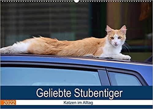 Geliebte Stubentiger - Katzen im Alltag (Wandkalender 2022 DIN A2 quer): Katzen in alltaeglichen Situationen (Monatskalender, 14 Seiten )