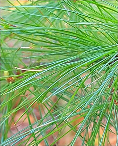 indir Fresh Spring Pine Needles School Composition Book: Photo Covers Composition Books Notebooks (Notebook, Diary, Blank Book)