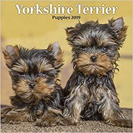 indir Yorkshire Terrier Puppies M 2019