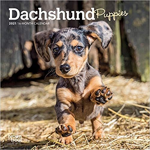 Dachshund Puppies 2021 Calendar indir