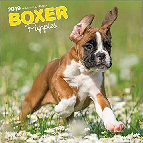 ダウンロード  Boxer Puppies 2019 Calendar 本