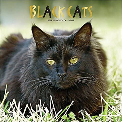 Black Cats 2019 Calendar
