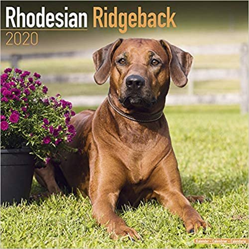 Rhodesian Ridgeback Calendar 2020