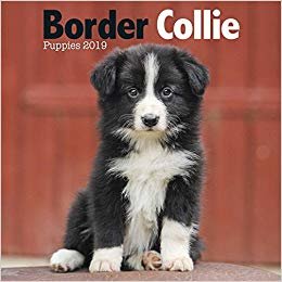 indir Border Collie Puppies M 2019