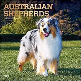 Australian Shepherds 2020 Calendar