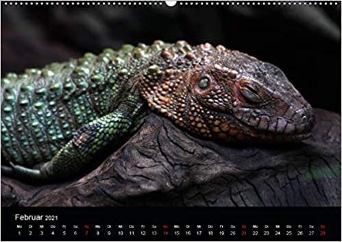 Amazing Wildlife (Premium, hochwertiger DIN A2 Wandkalender 2021, Kunstdruck in Hochglanz): Faszination Tierwelt (Monatskalender, 14 Seiten ) ダウンロード