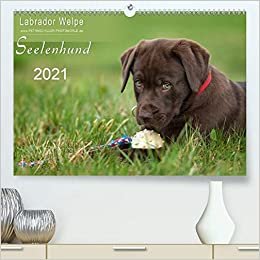 Labrador Welpe - Seelenhund (Premium, hochwertiger DIN A2 Wandkalender 2021, Kunstdruck in Hochglanz): Chocolate Labrador Welpe, 9 Wochen alt (Monatskalender, 14 Seiten )