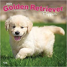 ダウンロード  Golden Retriever Puppies 2021 Calendar 本