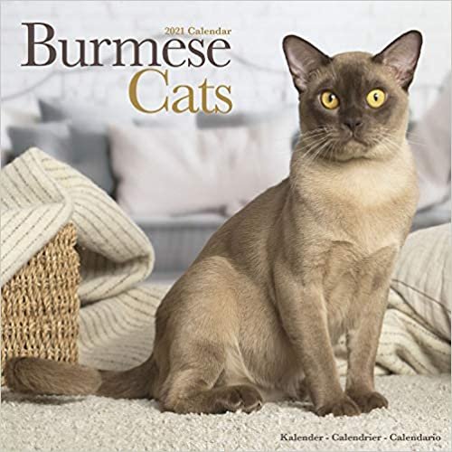 indir Burmese Cats - Burma Katzen 2021: Original Avonside-Kalender [Mehrsprachig] [Kalender] (Wall-Kalender)