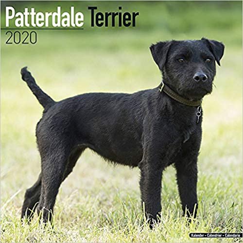 ダウンロード  Patterdale Terrier Calendar 2020 本