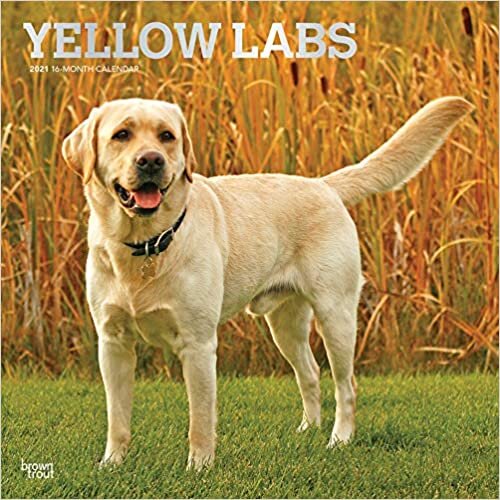 ダウンロード  Yellow Labrador Retrievers 2021 Calendar: Foil Stamped Cover 本