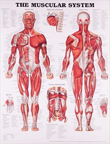 تحميل The Muscular System Anatomical Chart