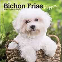 Bichon Frise Puppies 2021 Calendar