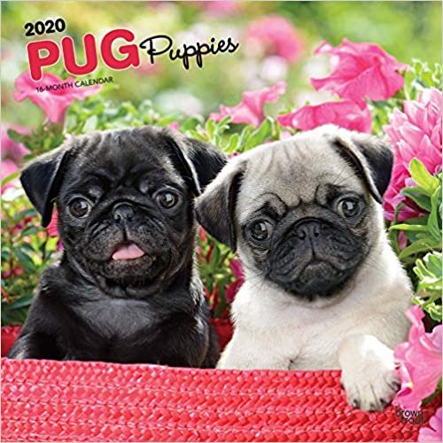 ダウンロード  Pug Puppies 2020 Calendar 本