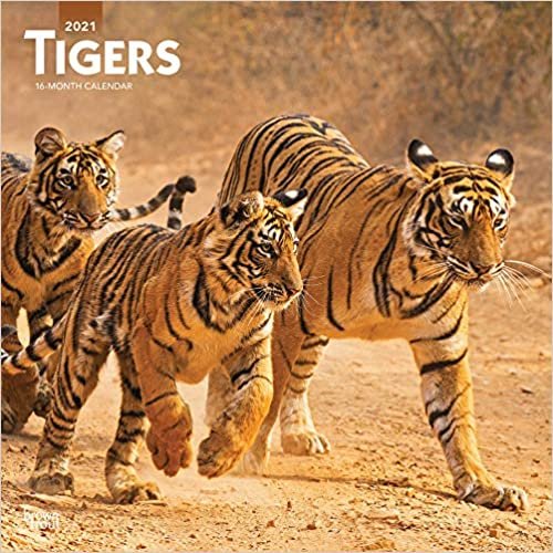 Tigers - Tiger 2021 - 16-Monatskalender: Original BrownTrout-Kalender [Mehrsprachig] [Kalender] (Wall-Kalender) indir