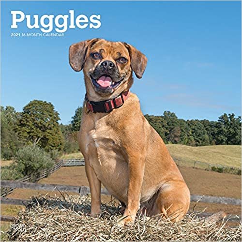 Puggles 2021 - 16-Monatskalender mit freier DogDays-App: Original BrownTrout-Kalender [Mehrsprachig] [Kalender] (Wall-Kalender) indir