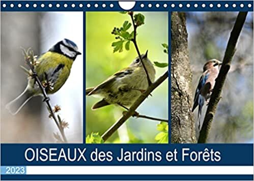 ダウンロード  OISEAUX des Jardins et Forêts (Calendrier mural 2023 DIN A4 horizontal): Différentes rencontres avec nos amis à plumes (Calendrier mensuel, 14 Pages ) 本