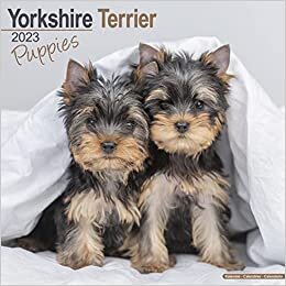 ダウンロード  Yorkshire Terrier Puppies 2023 Wall Calendar 本