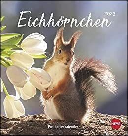 تحميل Eichhörnchen Postkartenkalender 2023