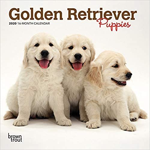 indir Golden Retriever Puppies 2020 Mini Wall Calendar