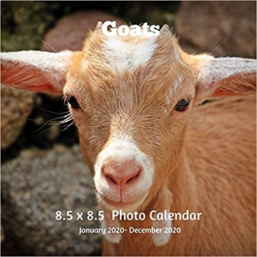 Goats 8.5 X 8.5 Calendar January 2020 -December 2020: Monthly Calendar with U.S./UK/ Canadian/Christian/Jewish/Muslim Holidays-Goats KIds Animals Nature indir