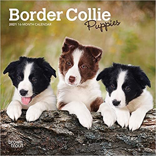 Border Collie Puppies 2021 Calendar indir