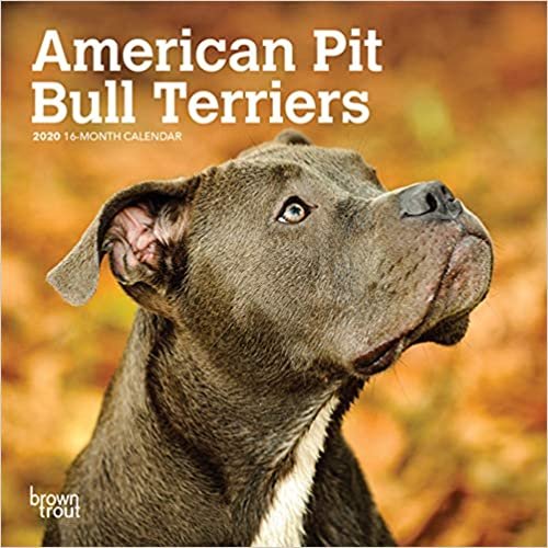 American Pit Bull Terriers 2020 Calendar