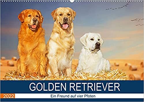 Golden Retriever - Ein Freund auf vier Pfoten (Wandkalender 2022 DIN A2 quer): In 13 wunderschoenen Fotos stellt die Tierfotografin Sigrid Starick diese liebenswerte Hunderasse vor. (Monatskalender, 14 Seiten )