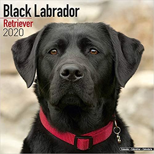 ダウンロード  Black Labrador Retriever Calendar 2020 本