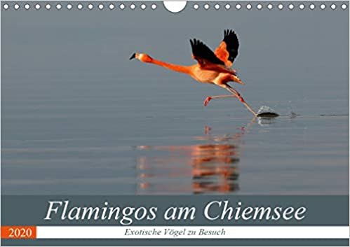 Flamingos am Chiemsee (Wandkalender 2020 DIN A4 quer): Exotische Vögel zu Besuch (Monatskalender, 14 Seiten ) indir