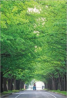 【Amazon.co.jp 限定】新緑の北海道大学銀杏並木 ポストカード3枚セット P3-083