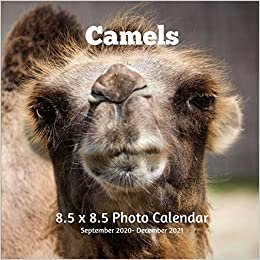 Camels 8.5 X 8.5 Calendar September 2020 -December 2021: Monthly Calendar with U.S./UK/ Canadian/Christian/Jewish/Muslim Holidays-Nature Animals Wildlife indir