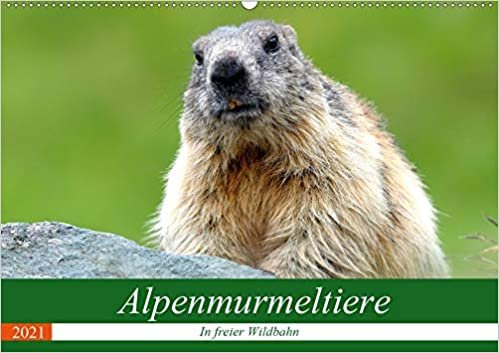 Alpenmurmeltiere in freier Wildbahn (Wandkalender 2021 DIN A2 quer): Einblick in das Reich der putzigen Alpenbewohner (Monatskalender, 14 Seiten ) indir
