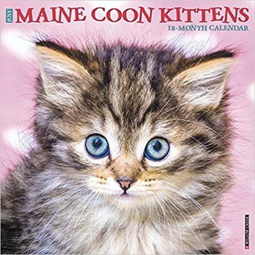 ダウンロード  Maine Coon Kittens 2020 Calendar 本